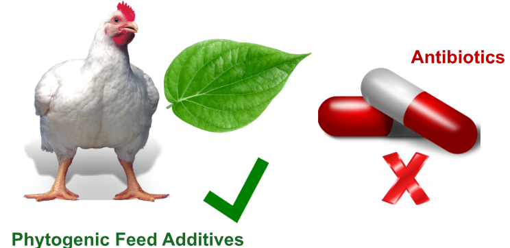 phytogenic feed additives in poultry nutrition.PNG